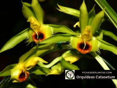 Catasetum