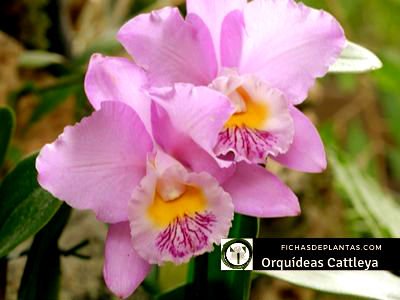 Cattleya