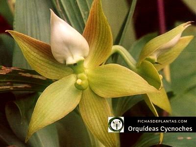 Cycnoches