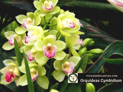 Cymbidium