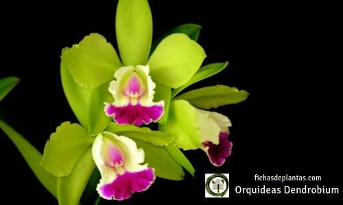 Orquideas Dendrobium