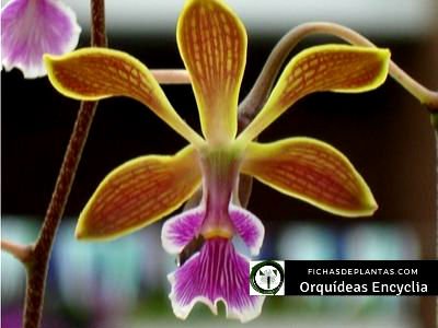 Encyclia