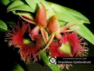Epidendrum