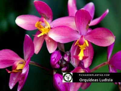 Ludisia