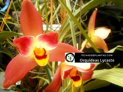 Lycaste