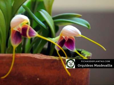 Masdevallia