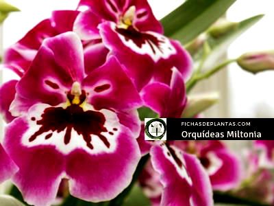 Miltonia