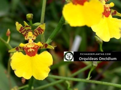 Oncidium