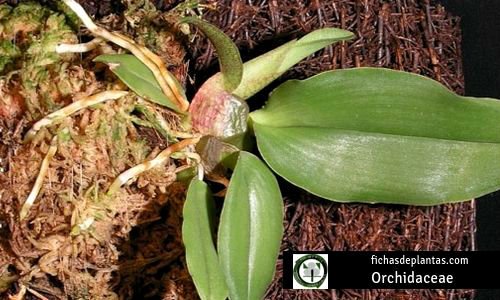 Orchidaceae u Orquideas