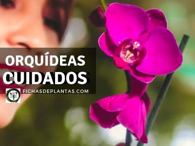 Orquídeas, Cuidados