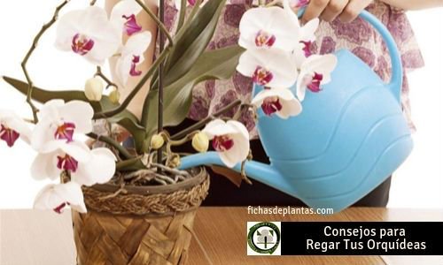 Orquídeas como Regalaras