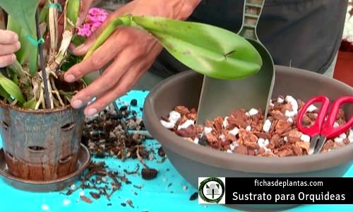 Orquídeas Sustrato