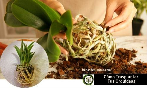 Trasplantar Orquídeas