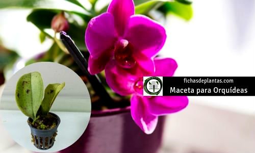 Orquídeas Macetas