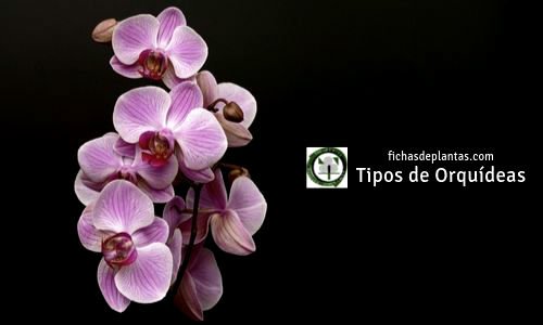 Tipos de Orquídeas