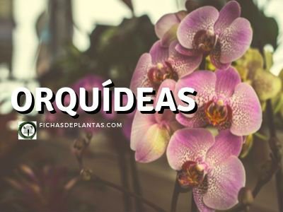 Orquídeas