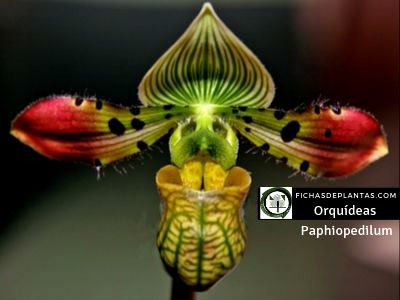 Paphiopedilum, Orquídea