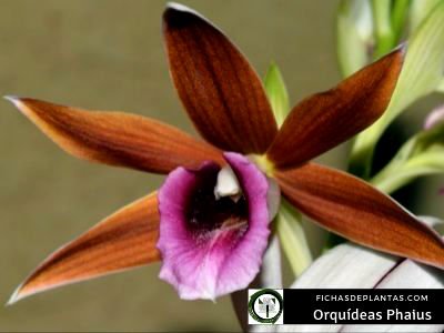 Phaius