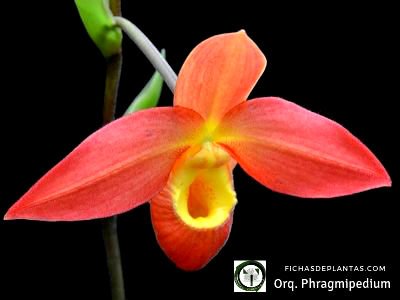 Phragmipedium