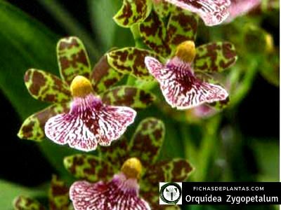 Zygopetalum