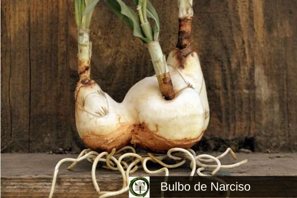 Bulbo de narciso