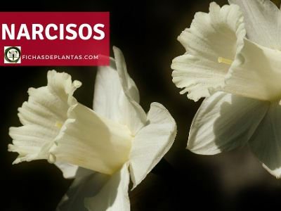 Narciso Planta