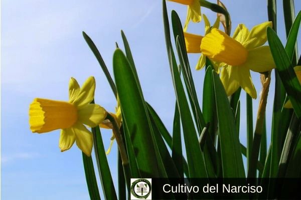 Narcisos Cultivo