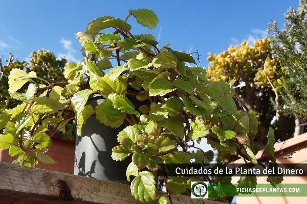 Cuidados de la Planta del Dinero