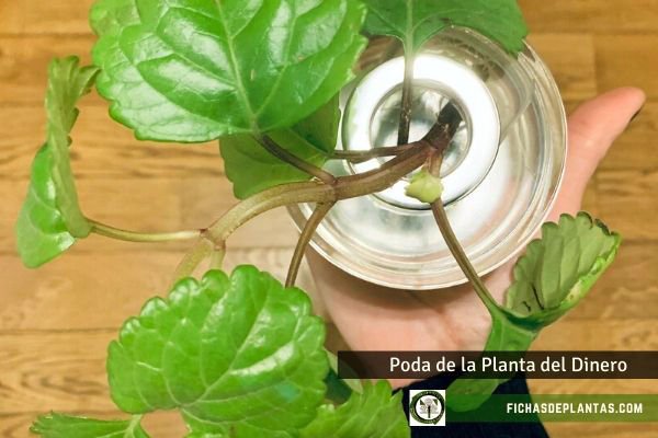 Podar la Planta del dinero
