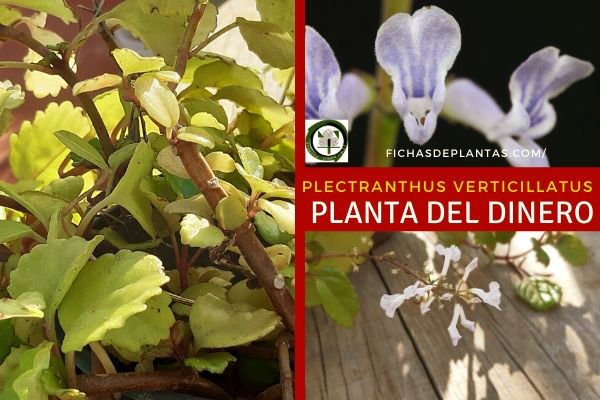 Plectranthus verticillatus
