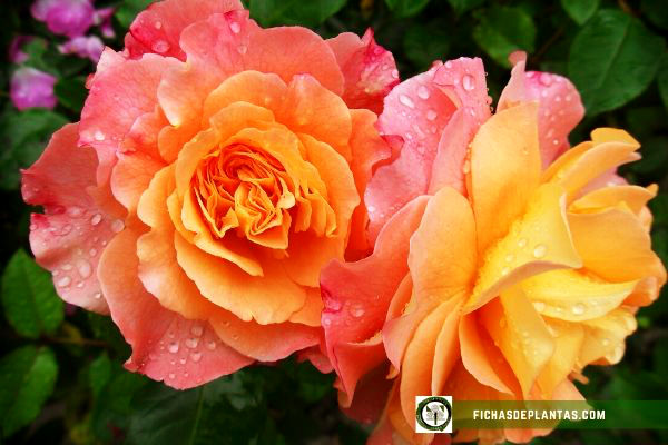 Rosas, Características