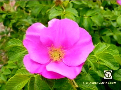 Rosa Rugosa