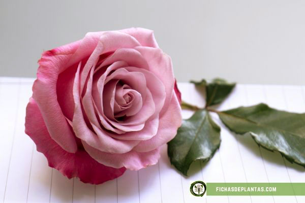 Rosas Moradas