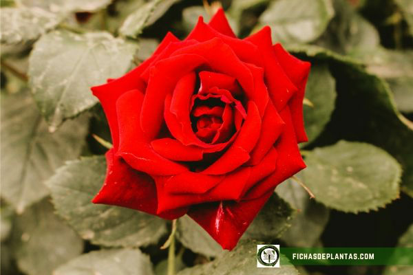 Rosas Rojas
