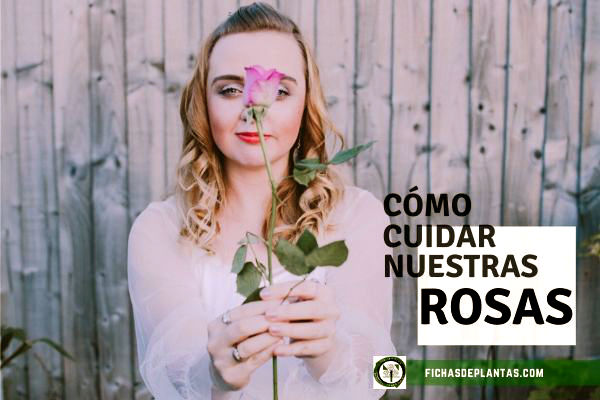 Cuidados de las Rosas