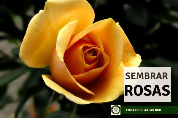 Sembrar Rosasales