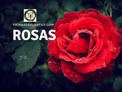 Rosas