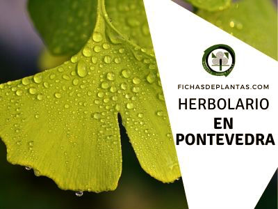 Herbolario en Pontevedra, España