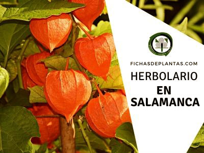 herbolario en Salamanca, España