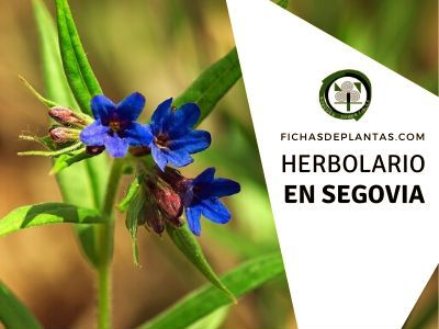 herbolario en Segovia, España