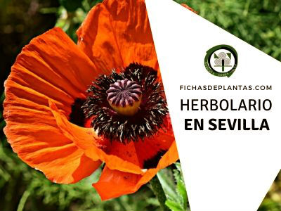 herbario en Sevilla, España