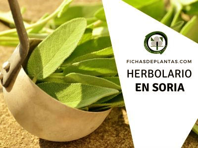 herbolario en Soria, España