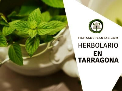 herbario en Tarragona, España