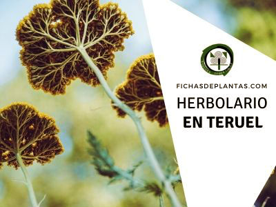 herbolario en Teruel, España