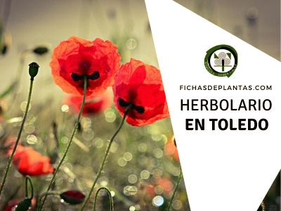 herbario en Toledo, España