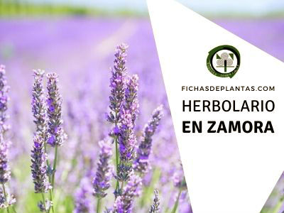 herbario en Zamora, España