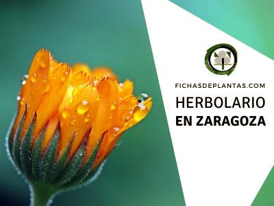 herbario en Zaragoza, España