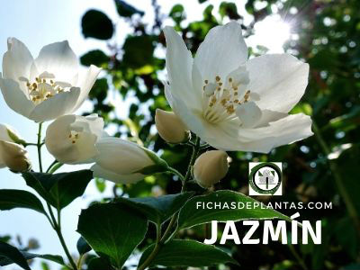 jazmín planta