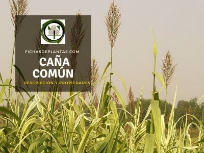 arundo donax caña común