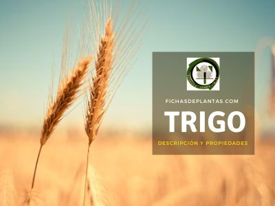 Qué tipo de planta es el trigo